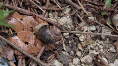 Bir salyangoz çimlerin üzerinde sürünüyor. Çimlerde salyangoz. Helix Aspersa salyangozu içeri