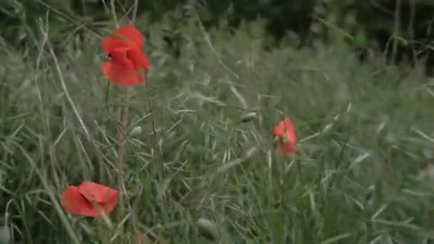 一片片红罂粟 红色的罂粟 在野外的罂粟 野生红辣椒场 — 图库视频影像