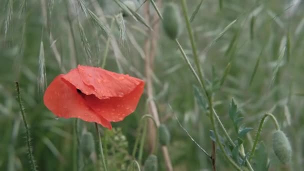 一片片红罂粟 红色的罂粟 在野外的罂粟 野生红辣椒场 — 图库视频影像