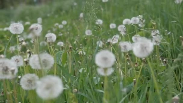 Pörröiset Siemenet Lentävät Raivauksen Yli Suuri Metsä Glade Kypsiä Voikukkia — kuvapankkivideo