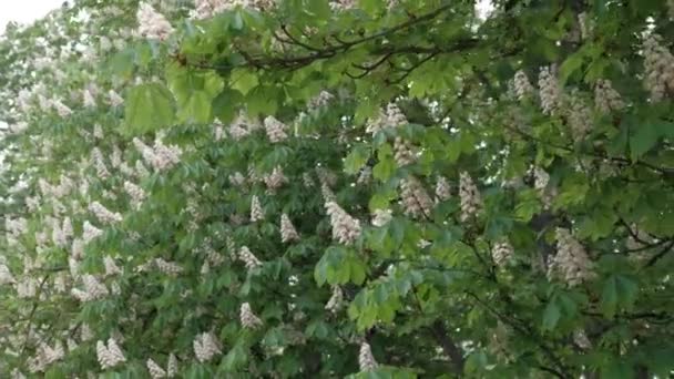 Blühende Kastanien Einem Klaren Sonnigen Tag — Stockvideo