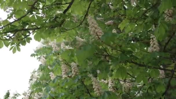 Blühende Kastanien Einem Klaren Sonnigen Tag — Stockvideo