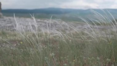 Yeşil bir yaz gününde masa dağında