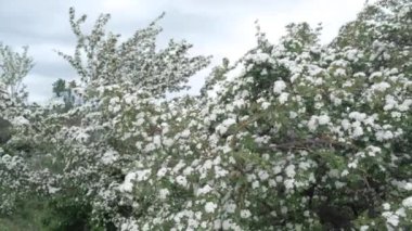 Çiçek açan güzel çalılar, beyaz çiçekli üç katlı spirea.. 