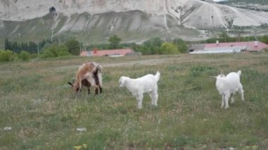 Bir keçi ve çocuklar bir dağın arka planında otluyor.