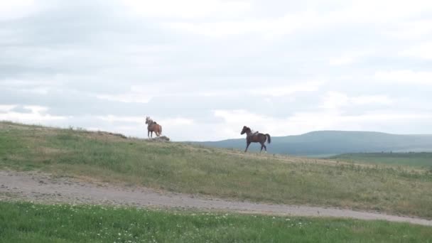 Chestnut Horse Fright Running Away Horses Tied Legs Run Away — Stock Video