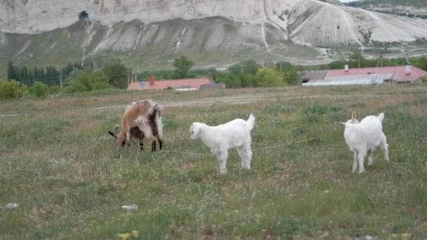 Een Geit Kinderen Grazen Tegen Achtergrond Van Een Berg — Stockvideo