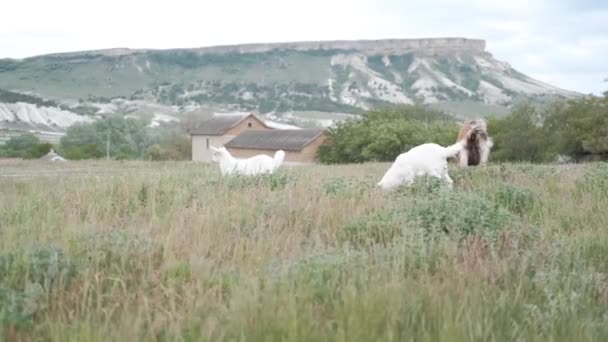 염소와 아이들이 배경을 그레이즈 — 비디오