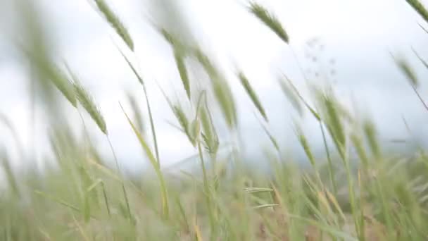 Wiosenna Trawa Kołysze Się Wietrze — Wideo stockowe