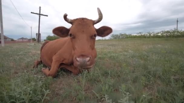 Cow Meadow Chewing Grass — Stock Video