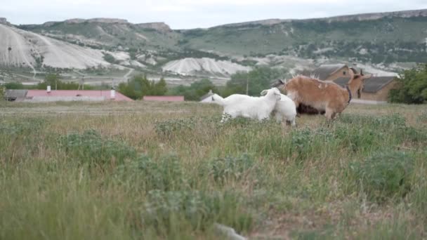 Een Geit Kinderen Grazen Tegen Achtergrond Van Een Berg — Stockvideo