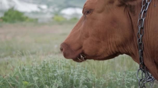 Krowa Łące Żucie Trawy — Wideo stockowe