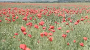 Doğa konsepti. Kırmızı gelincikler çiçeklenir. Çayırlarda rüzgardan süzülürler.