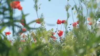 Doğa konsepti. Kırmızı gelincikler çiçeklenir. Çayırlarda rüzgardan süzülürler.