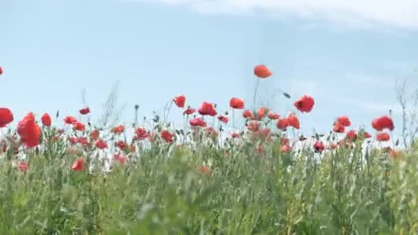 Doğa Konsepti Kırmızı Gelincikler Çiçeklenir Çayırlarda Rüzgardan Süzülürler — Stok video