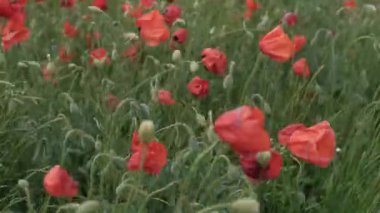 Doğa konsepti. Kırmızı gelincikler çiçeklenir. Çayırlarda rüzgardan süzülürler.