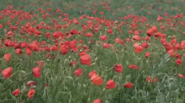 Doğa konsepti. Kırmızı gelincikler çiçeklenir. Çayırlarda rüzgardan süzülürler.