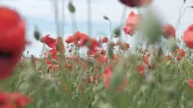 Doğa konsepti. Kırmızı gelincikler çiçeklenir. Çayırlarda rüzgardan süzülürler.