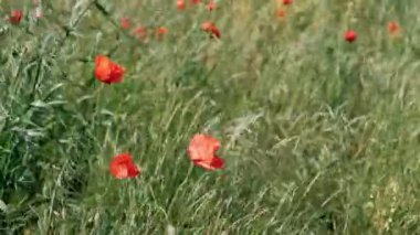 Doğa konsepti. Kırmızı gelincikler çiçeklenir. Çayırlarda rüzgardan süzülürler.