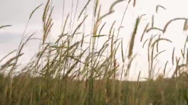 Bahar yaprakları rüzgarda sallanıyor