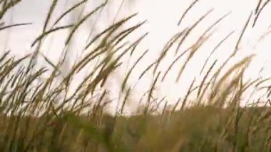  Demir parmaklıklı eski bir taş evin penceresi.