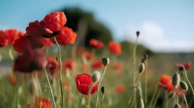 Doğa konsepti. Kırmızı gelincikler çiçeklenir. Çayırlarda rüzgardan süzülürler.