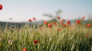 Doğa konsepti. Kırmızı gelincikler çiçeklenir. Çayırlarda rüzgardan süzülürler.