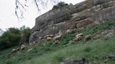 Koyunlar yeşil ot yer. Çiftçilik.