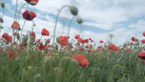 Naturkonzept Rote Mohnblumen Blühen Schwankend Vom Wind Auf Der Wiese — Stockvideo