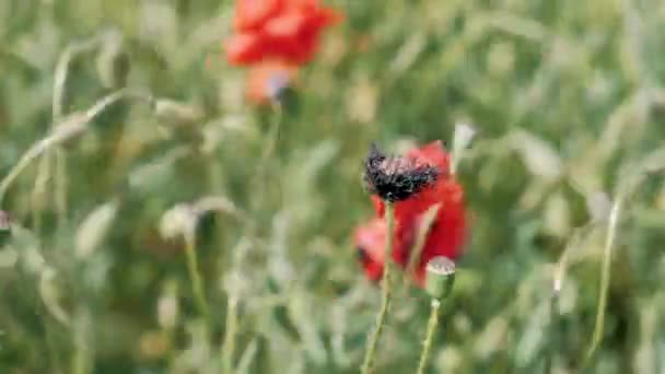 Luonnon Käsite Punaiset Unikot Kukat Kukkivat Tuulesta Niityllä Lähellä Kansallispuistoa — kuvapankkivideo
