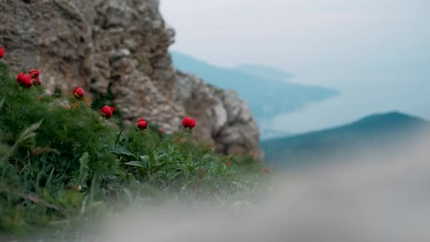 Peonie Alpine Fiorite Primavera — Video Stock