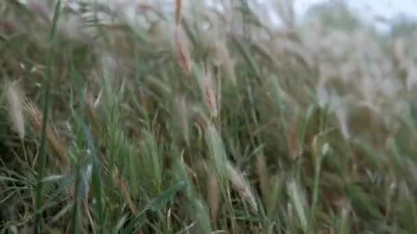 Voorjaar Gras Bladeren Zwaaien Wind — Stockvideo