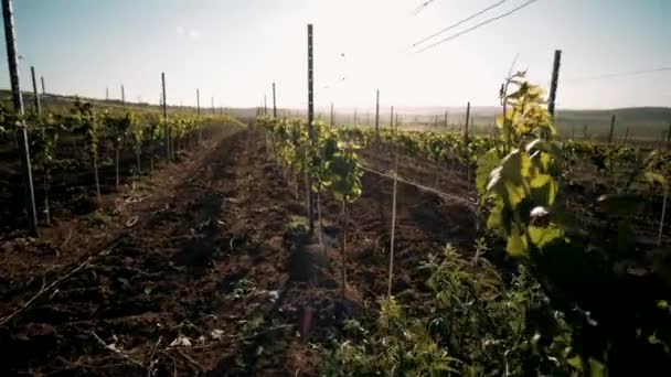 Kebun Anggur Hijau Muda Musim Semi — Stok Video