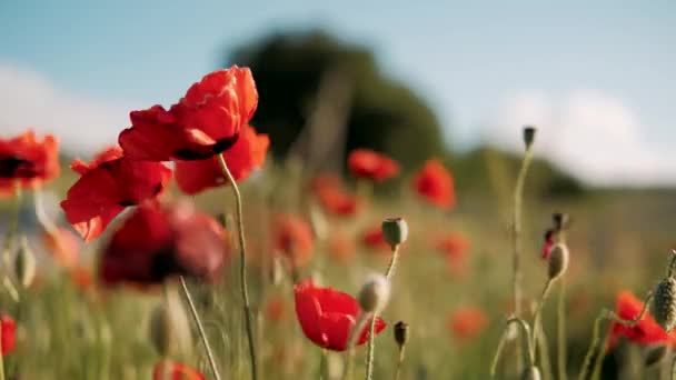 Έννοια Της Φύσης Κόκκινα Παπαρούνες Λουλούδια Ανθίζουν Ταλαντεύεται Από Τον — Αρχείο Βίντεο