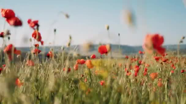 Luonnon Käsite Punaiset Unikot Kukat Kukkivat Tuulesta Niityllä Lähellä Kansallispuistoa — kuvapankkivideo