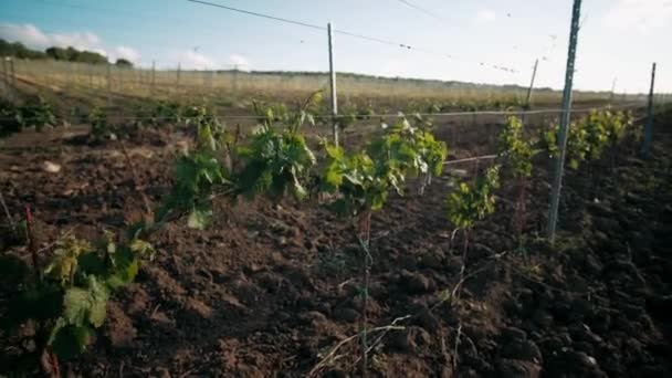 Молодые Зеленые Виноградники Весной — стоковое видео