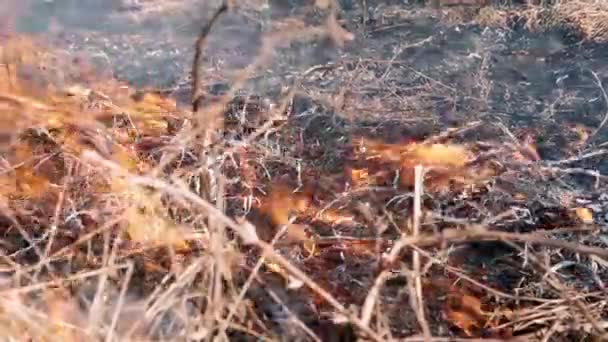 Dry Grass Fire Summer Sunny Day — Stock Video