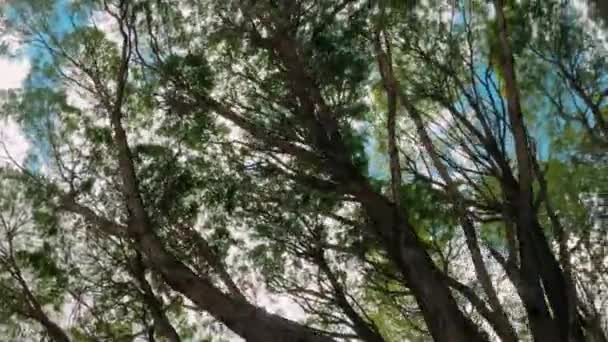 Νεαρά Πράσινα Δέντρα Στον Ουρανό — Αρχείο Βίντεο
