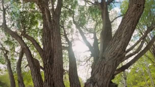 Mladé Zelené Stromy Proti Obloze — Stock video