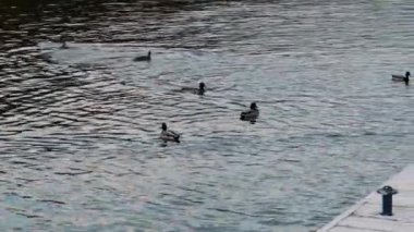Yaban kazları suda yüzer