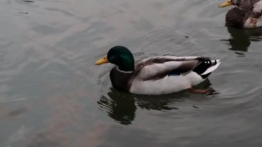 Yaban kazları suda yüzer