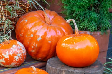 Dekoratif turuncu balkabakları, cadılar bayramı arka planı