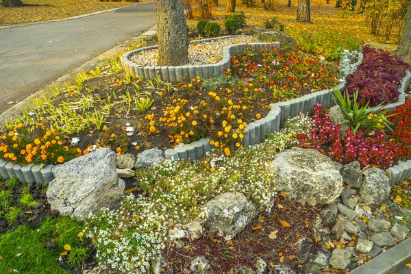 Flores Closeup Jardim Outono — Fotografia de Stock
