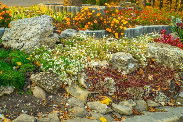 Closeup Flowers Musim Gugur Garden — Stok Foto