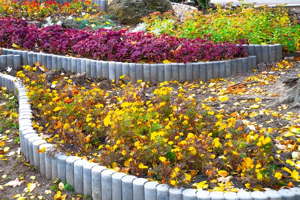 Fechar Flores Outono Jardim — Fotografia de Stock