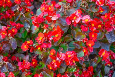Bahçedeki kırmızı çiçekleri kapat.