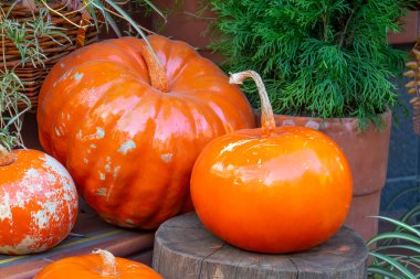 Dekoratif turuncu balkabakları, cadılar bayramı arka planı