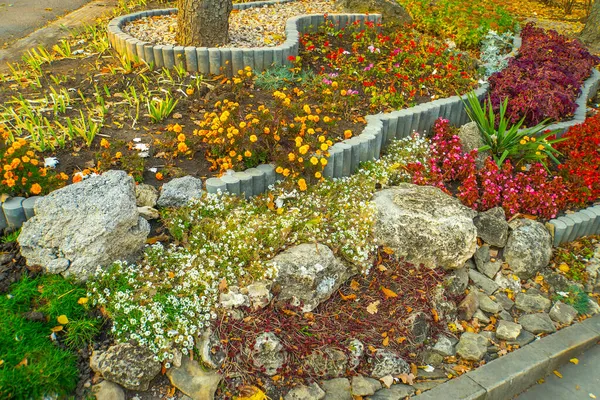 정원에 꽃봉오리 — 스톡 사진