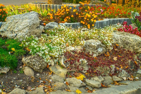 Flores Closeup Jardim Outono — Fotografia de Stock