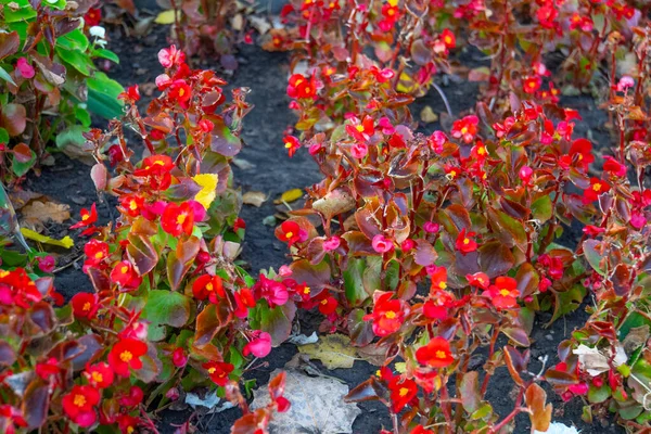 Közelkép Piros Virágok Kertben — Stock Fotó